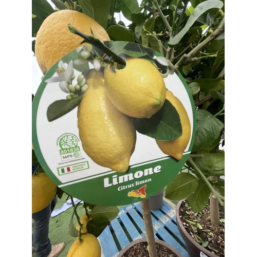 78 - A LARGE STANDARD LEMON TREE WITH FRUIT OVER 180CM TALL IN A 4O LITRE POT NO VAT