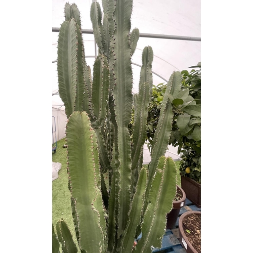 79 - A LARGE EUPHORBIA ERYTREA CANDELABRUM CACTUS PLANT OVER 250CM TALL IN A 3O LITRE POT + VAT