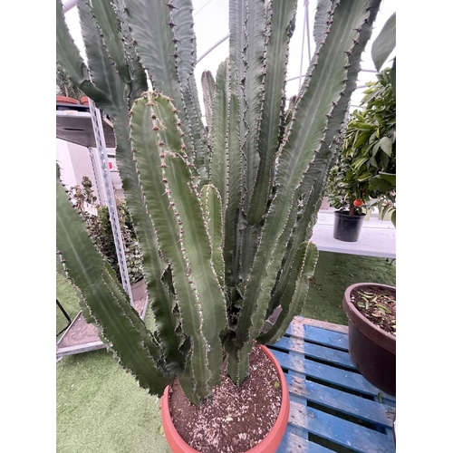 79 - A LARGE EUPHORBIA ERYTREA CANDELABRUM CACTUS PLANT OVER 250CM TALL IN A 3O LITRE POT + VAT