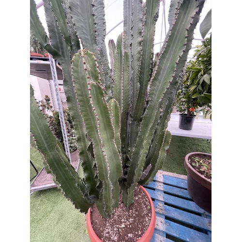 79 - A LARGE EUPHORBIA ERYTREA CANDELABRUM CACTUS PLANT OVER 250CM TALL IN A 3O LITRE POT + VAT