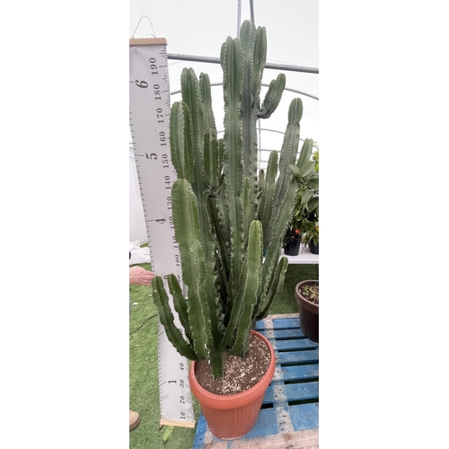 79 - A LARGE EUPHORBIA ERYTREA CANDELABRUM CACTUS PLANT OVER 250CM TALL IN A 3O LITRE POT + VAT