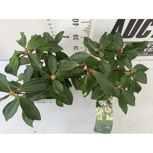 94 - TWO VIBURNUM 'DAVIDII' IN 2LTR POTS APPROX 40CM IN HEIGHT TO BE SOLD FOR THE TWO PLUS VAT