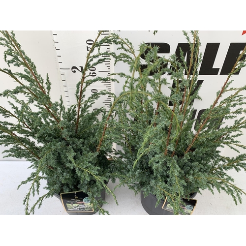 97 - TWO JUNIPERUS CHINENSIS 'BLUE ALPS' IN 7 LTR POTS APPROX 1 METRE IN HEIGHT PLUS VAT TO BE SOLD FOR T... 