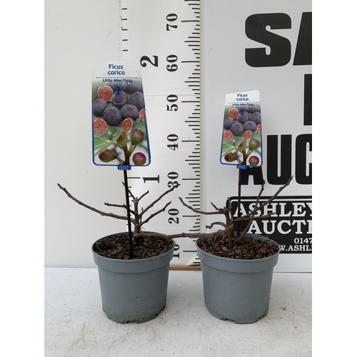 101 - TWO FIG FICUS CARICA 'LITTLE MISS FIGGY' APPROX 35CM IN HEIGHT IN 2 LTR POTS NO VAT TO BE SOLD FOR T... 