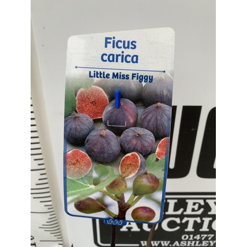 101 - TWO FIG FICUS CARICA 'LITTLE MISS FIGGY' APPROX 35CM IN HEIGHT IN 2 LTR POTS NO VAT TO BE SOLD FOR T... 