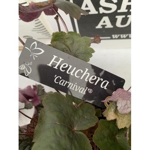 108 - TWO HEUCHERA 'BOYSENBERRY' IN 3 LTR POTS APPROX 30CM TALL PLUS VAT TO BE SOLD FOR THE TWO