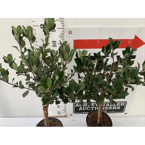 111 - TWO RHAPHIOLEPIS INDICA SPRINGTIME STANDARD TREES IN 4 LTR POTS APPROX 95CM IN HEIGHT PLUS VAT TO BE... 