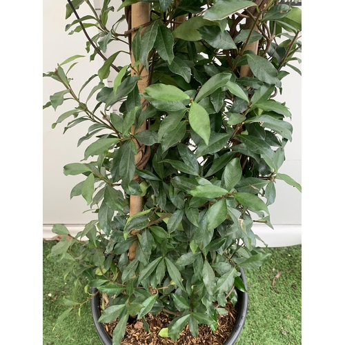 112 - A LARGE JASMINUM POLYANTHUM WHITE 'WINTER RUBY' ON A PYRAMID FRAME OVER 2 METRES TALL IN A 15 LTR PO... 