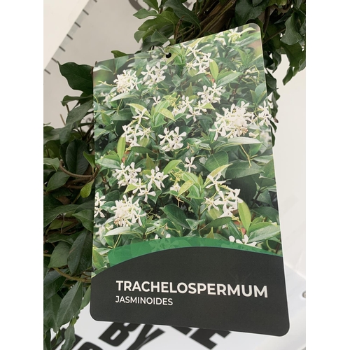 112 - A LARGE JASMINUM POLYANTHUM WHITE 'WINTER RUBY' ON A PYRAMID FRAME OVER 2 METRES TALL IN A 15 LTR PO... 