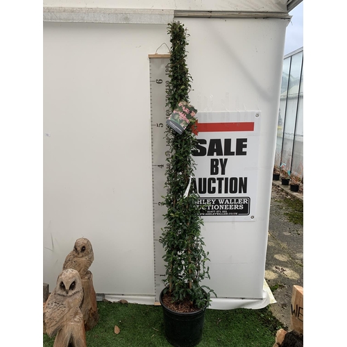 113 - A LARGE JASMINUM POLYANTHUM 'PINK SHOWERS' ON A PYRAMID FRAME OVER 2 METRES TALL IN A 15 LTR POT + V... 