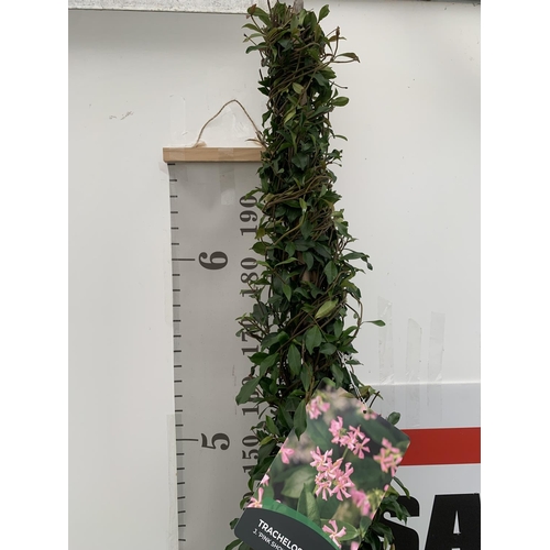 113 - A LARGE JASMINUM POLYANTHUM 'PINK SHOWERS' ON A PYRAMID FRAME OVER 2 METRES TALL IN A 15 LTR POT + V... 