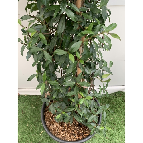 113 - A LARGE JASMINUM POLYANTHUM 'PINK SHOWERS' ON A PYRAMID FRAME OVER 2 METRES TALL IN A 15 LTR POT + V... 