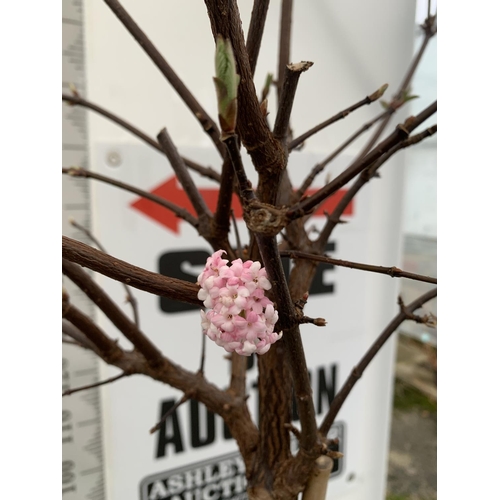 114 - ONE VIBURNUM BODNANTENSE 'CHARLES LAMONT' PINK TREE NEARLY 2 METRES IN HEIGHT PLUS VAT IN 10 LITRE P... 