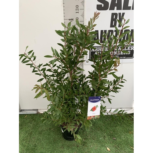 131 - ONE CALLISTEMON CITRINUS BUSH APPROX 140CM IN HEIGHT IN A 10 LITRE POT PLUS VAT