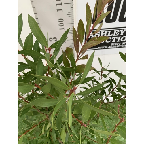 131 - ONE CALLISTEMON CITRINUS BUSH APPROX 140CM IN HEIGHT IN A 10 LITRE POT PLUS VAT