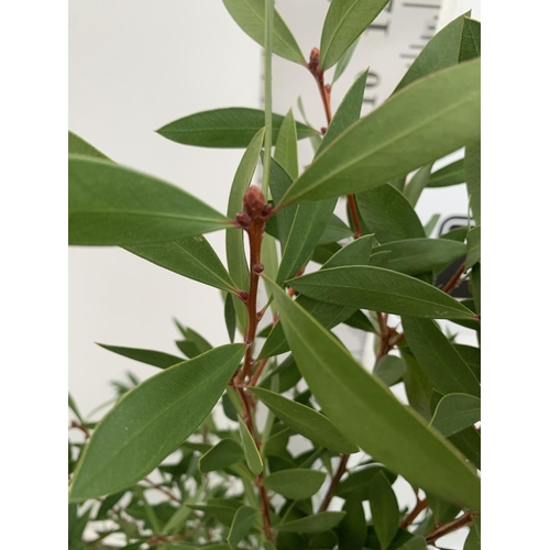 131 - ONE CALLISTEMON CITRINUS BUSH APPROX 140CM IN HEIGHT IN A 10 LITRE POT PLUS VAT