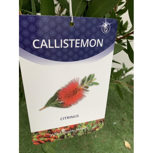 131 - ONE CALLISTEMON CITRINUS BUSH APPROX 140CM IN HEIGHT IN A 10 LITRE POT PLUS VAT