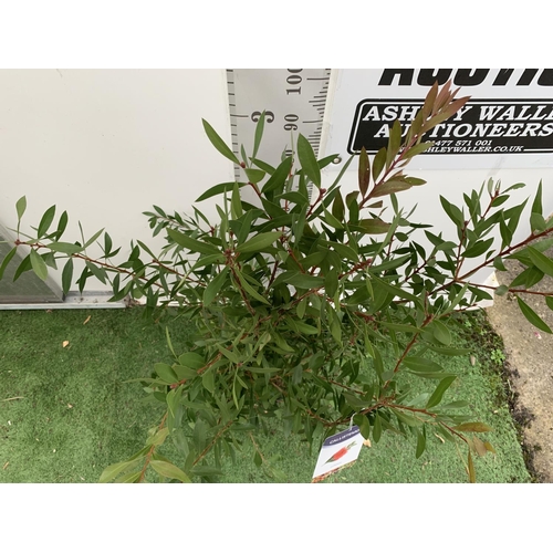 131 - ONE CALLISTEMON CITRINUS BUSH APPROX 140CM IN HEIGHT IN A 10 LITRE POT PLUS VAT