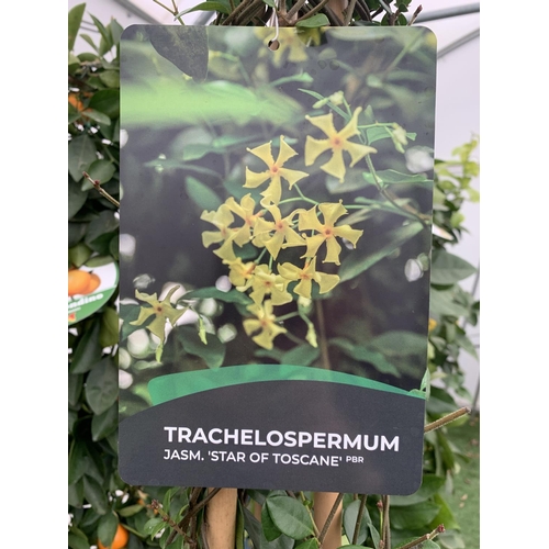 167 - A LARGE TRACHELOSPERMUM 'YELLOW STAR OF TOSCANE' JASMINE OVER 2 METRES TALL IN A 15 LTR POT PLUS VAT