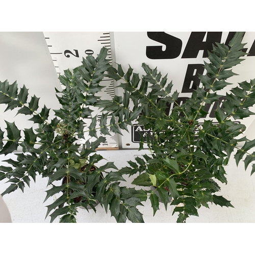 168 - TWO MAHONIA MEDIA 'CHARITY' APPROX 65CM IN HEIGHT PLUS VAT TO BE SOLD FOR THE TWO IN 2 LTR POTS