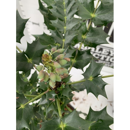 168 - TWO MAHONIA MEDIA 'CHARITY' APPROX 65CM IN HEIGHT PLUS VAT TO BE SOLD FOR THE TWO IN 2 LTR POTS