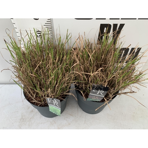 171 - TWO VARIETIES OF GRASSES MISCANTHUS LITTLE ZEBRA AND FERNER OSTEN IN 2 LTR POTS PLUS VAT TO BE SOLD ... 