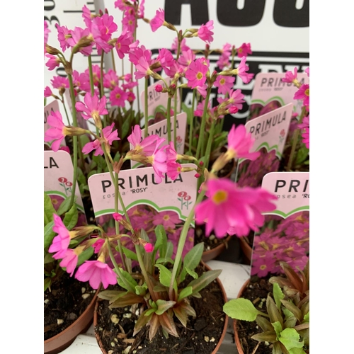 173 - FIFTEEN POTS OF PRIMULA ROSEA ROSY PLUS VAT TO BE SOLD FOR THE FIFTEEN