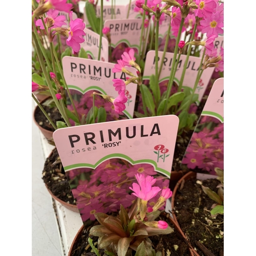 173 - FIFTEEN POTS OF PRIMULA ROSEA ROSY PLUS VAT TO BE SOLD FOR THE FIFTEEN