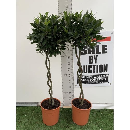 16 - TWO DOUBLE SPIRAL LAURUS BAY TREES APPROX 150CM IN HEIGHT IN 7.5 LTR POTS PLUS VAT TO BE SOLD FOR TH... 