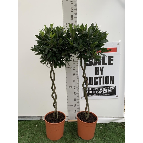 16 - TWO DOUBLE SPIRAL LAURUS BAY TREES APPROX 150CM IN HEIGHT IN 7.5 LTR POTS PLUS VAT TO BE SOLD FOR TH... 