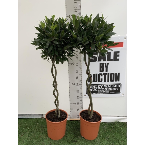 16 - TWO DOUBLE SPIRAL LAURUS BAY TREES APPROX 150CM IN HEIGHT IN 7.5 LTR POTS PLUS VAT TO BE SOLD FOR TH... 