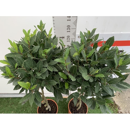 16 - TWO DOUBLE SPIRAL LAURUS BAY TREES APPROX 150CM IN HEIGHT IN 7.5 LTR POTS PLUS VAT TO BE SOLD FOR TH... 