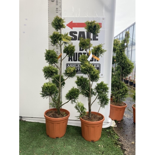 1 - TWO POM POM TREES CUPRESSOCYPARIS LEYLANDII 'GOLD RIDER' APPROX 160CM IN HEIGHT IN 15 LTR POTS PLUS ... 