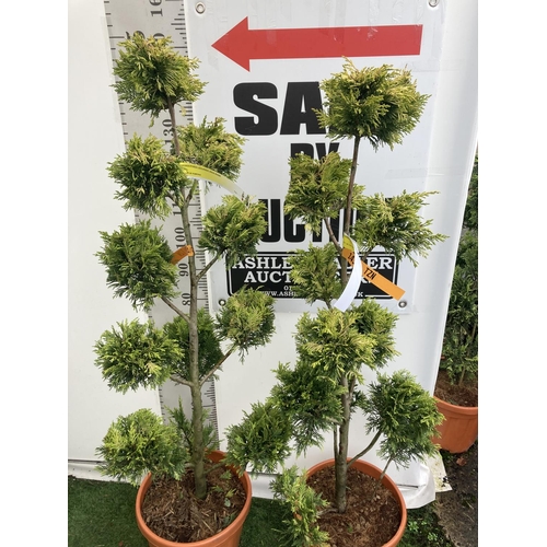 1 - TWO POM POM TREES CUPRESSOCYPARIS LEYLANDII 'GOLD RIDER' APPROX 160CM IN HEIGHT IN 15 LTR POTS PLUS ... 