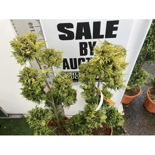 1 - TWO POM POM TREES CUPRESSOCYPARIS LEYLANDII 'GOLD RIDER' APPROX 160CM IN HEIGHT IN 15 LTR POTS PLUS ... 