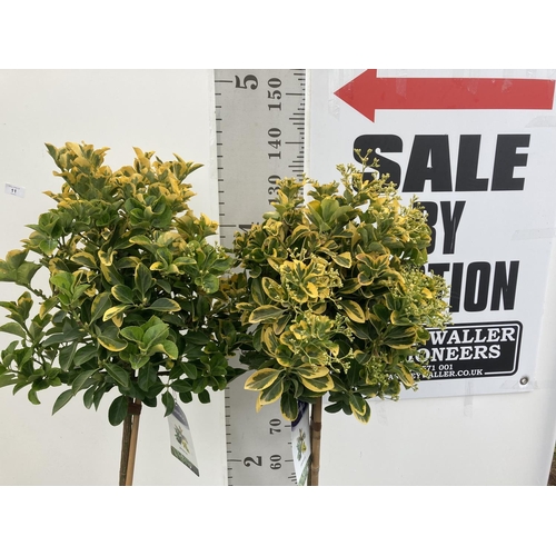 10 - TWO EUONYMUS 'JAPONICUS' STANDARD TREES APPROX 135CM IN HEIGHT IN 7 LTR POTS PLUS VAT TO BE SOLD FOR... 