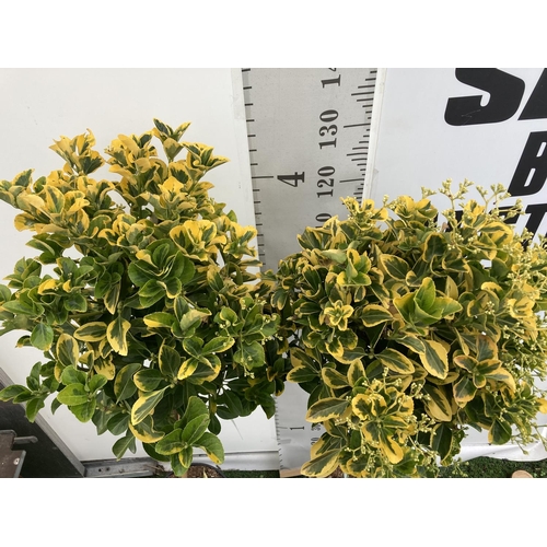 10 - TWO EUONYMUS 'JAPONICUS' STANDARD TREES APPROX 135CM IN HEIGHT IN 7 LTR POTS PLUS VAT TO BE SOLD FOR... 