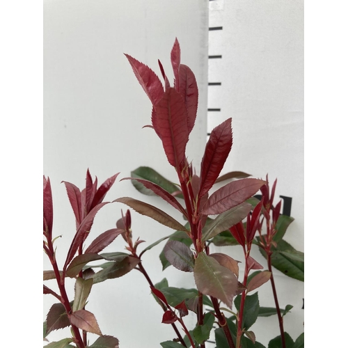 100 - TWO PHOTINIA FRASERI 'CARRE ROUGE' IN 3 LTR POTS APPROX 60CM IN HEIGHT PLUS VAT TO BE SOLD FOR THE T... 