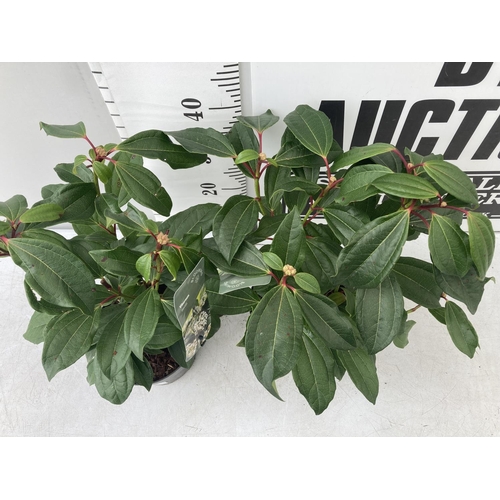 102 - TWO VIBURNUM DAVIDII PLANTS IN 2 LTR POTS APPROX 45CM IN HEIGHT TO BE SOLD FOR THE TWO PLUS VAT