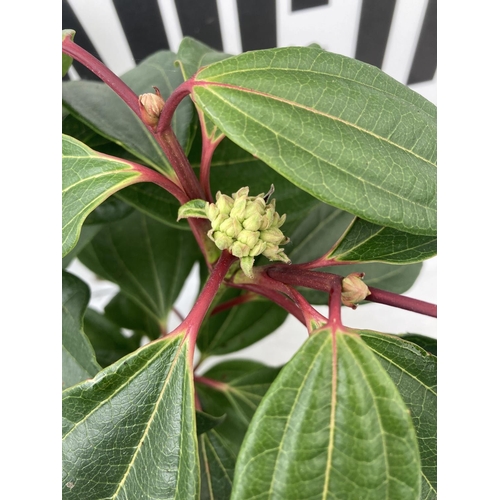 102 - TWO VIBURNUM DAVIDII PLANTS IN 2 LTR POTS APPROX 45CM IN HEIGHT TO BE SOLD FOR THE TWO PLUS VAT