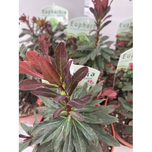 103 - TEN EUPHORBIA 'PURPUREA' ON A TRAY IN 1 LTR POTS PLUS VAT TO BE SOLD FOR THE TEN