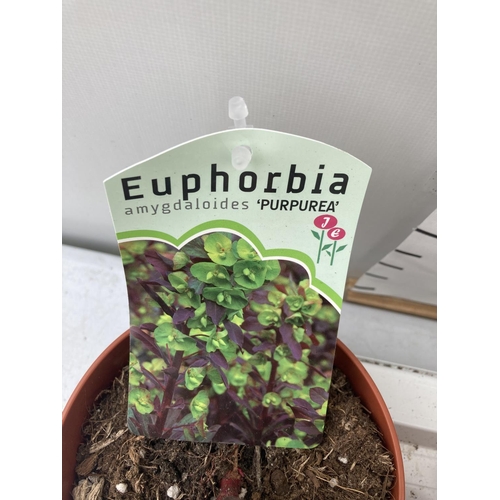 103 - TEN EUPHORBIA 'PURPUREA' ON A TRAY IN 1 LTR POTS PLUS VAT TO BE SOLD FOR THE TEN