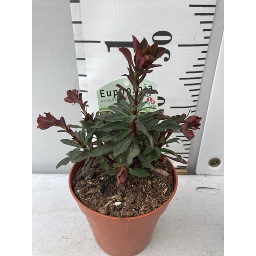 103 - TEN EUPHORBIA 'PURPUREA' ON A TRAY IN 1 LTR POTS PLUS VAT TO BE SOLD FOR THE TEN