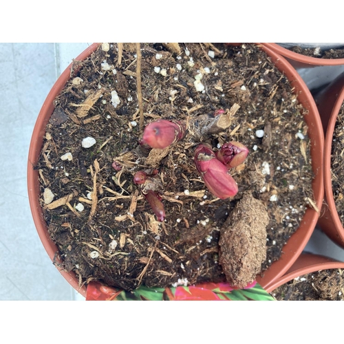 104 - TEN MIXED VARIETIES OF PAEONIA ON A TRAY PLUS VAT TO BE SOLD FOR THE TEN