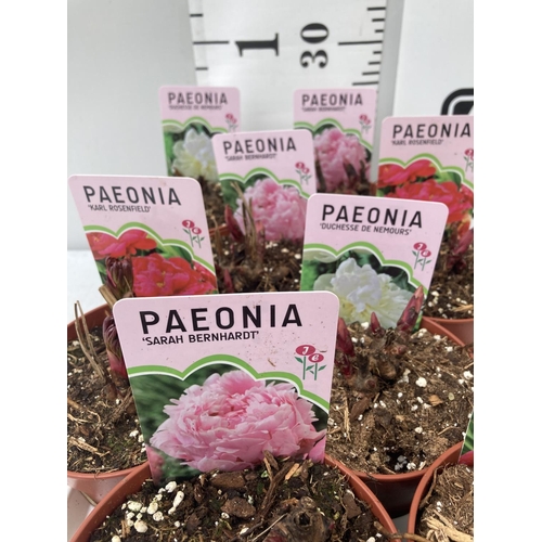 104 - TEN MIXED VARIETIES OF PAEONIA ON A TRAY PLUS VAT TO BE SOLD FOR THE TEN