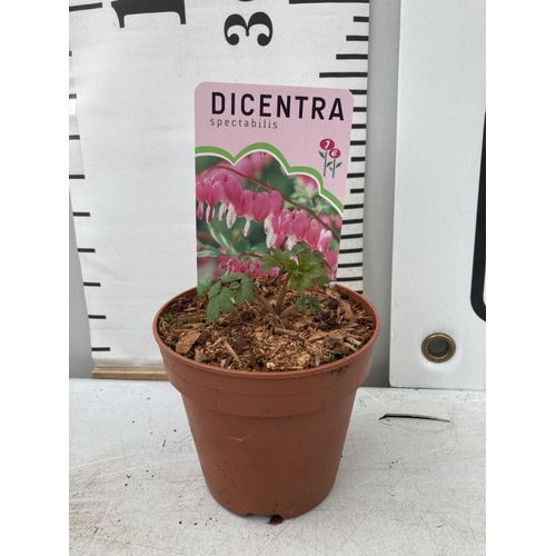 106 - FIFTEEN DICENTRA 'SPECTABILIS' VALENTINE PINK ON A TRAY TO BE SOLD FOR THE FIFTEEN PLUS VAT