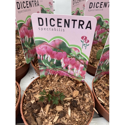 106 - FIFTEEN DICENTRA 'SPECTABILIS' VALENTINE PINK ON A TRAY TO BE SOLD FOR THE FIFTEEN PLUS VAT