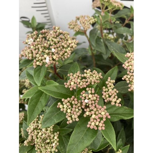 107 - TWO VIBURNUM TINUS 'EVE PRICE' APPROX 75CM IN HEIGHT IN 7 LTR POTS PLUS VAT TO BE SOLD FOR THE TWO