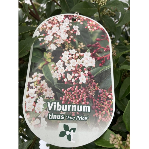 107 - TWO VIBURNUM TINUS 'EVE PRICE' APPROX 75CM IN HEIGHT IN 7 LTR POTS PLUS VAT TO BE SOLD FOR THE TWO