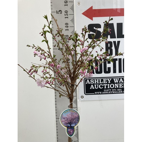 11 - ONE FLOWERING CHERRY PRUNUS 'ACCOLADE' PINK TREE 
APPROX 140CM IN A 7 LTR POT PLUS VAT